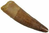Fossil Spinosaurus Tooth - Real Dinosaur Tooth #318988-1